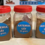 Artemia Sấy Khô Có Tốt Không